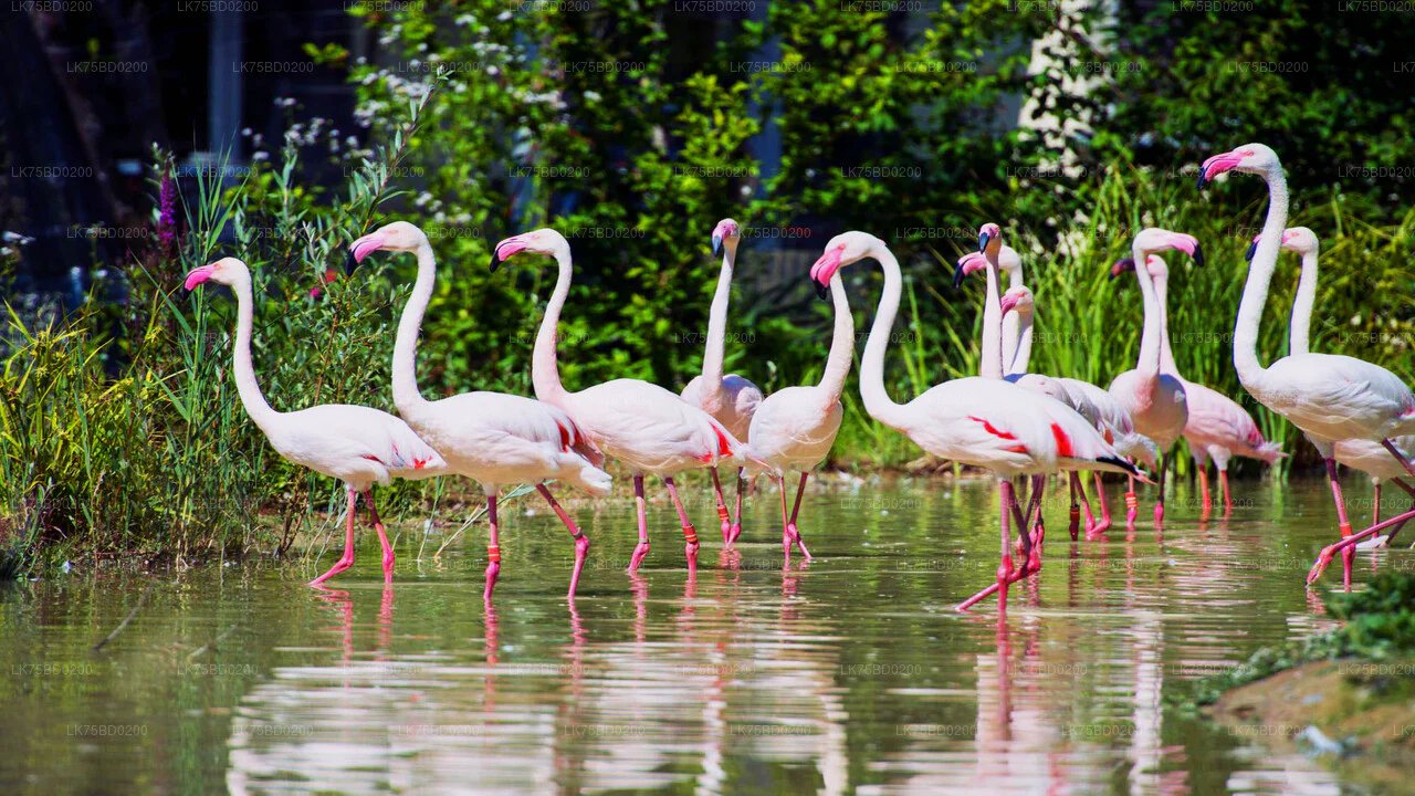 Bundala National Park Bird Watching Safari with Flamingos