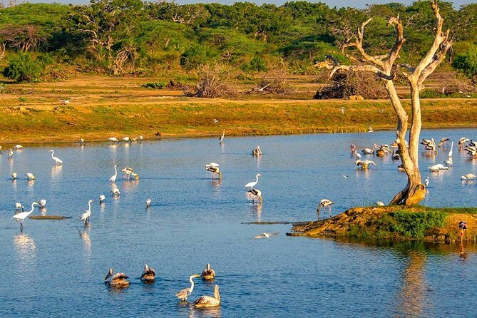 Village, Wild Life & Lake Visit Tour from Hambantota Port