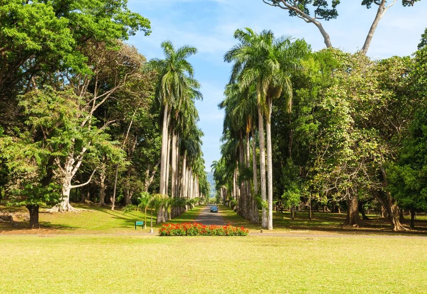 Matale to Kandy Scenic Day Tour Experience