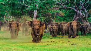 Udawalawe National Park: Elephant Safari with Expert Guide