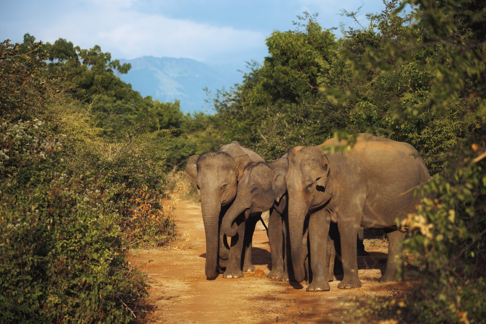 Udawalawe National Park: Elephant Safari with Expert Guide