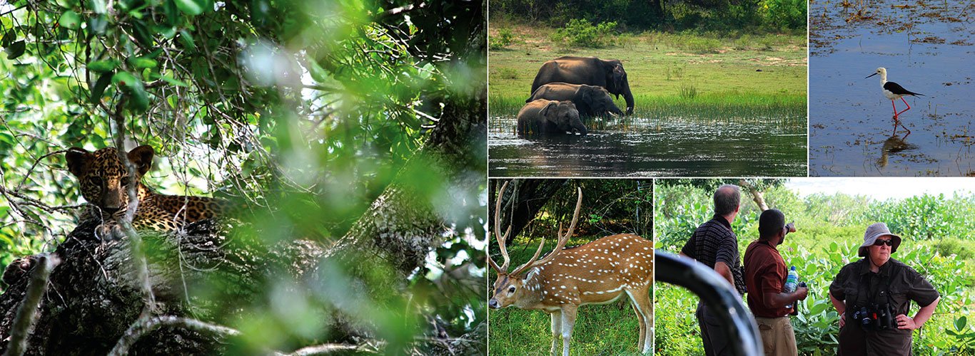Habarana to Yala Safari Day Tour Experience in Sri Lanka