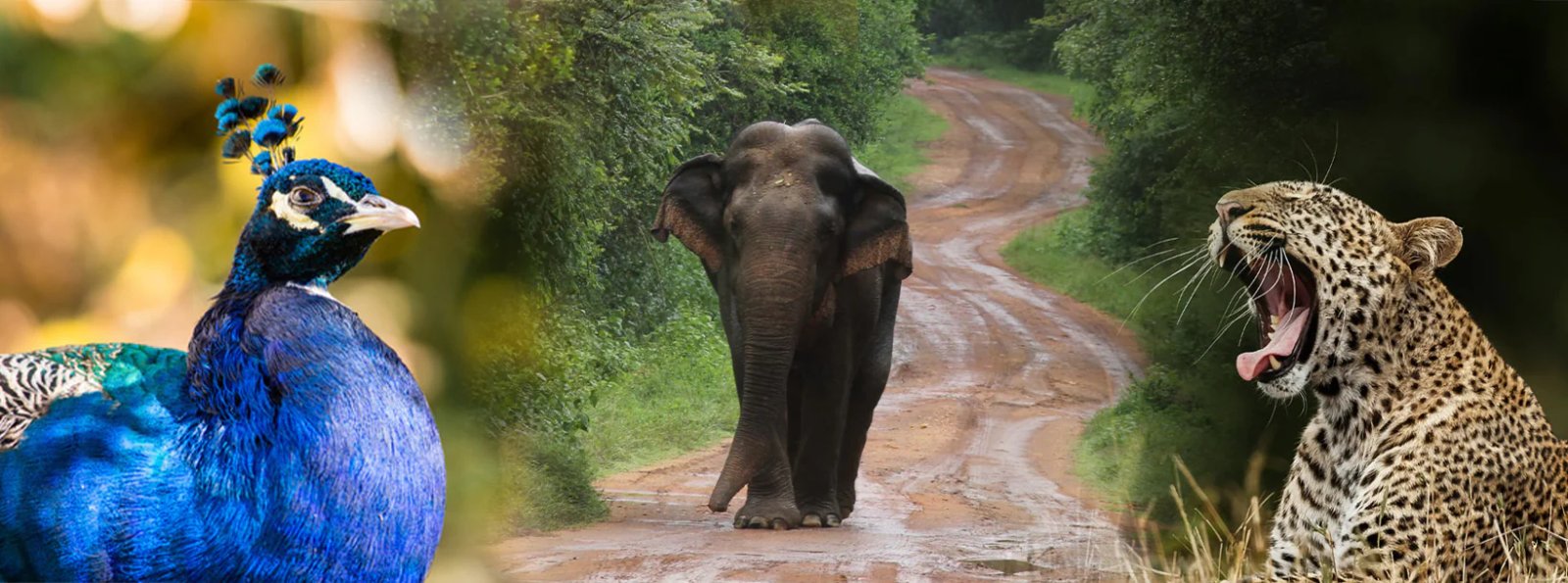 Habarana to Wilpattu Safari Day Tour Adventure