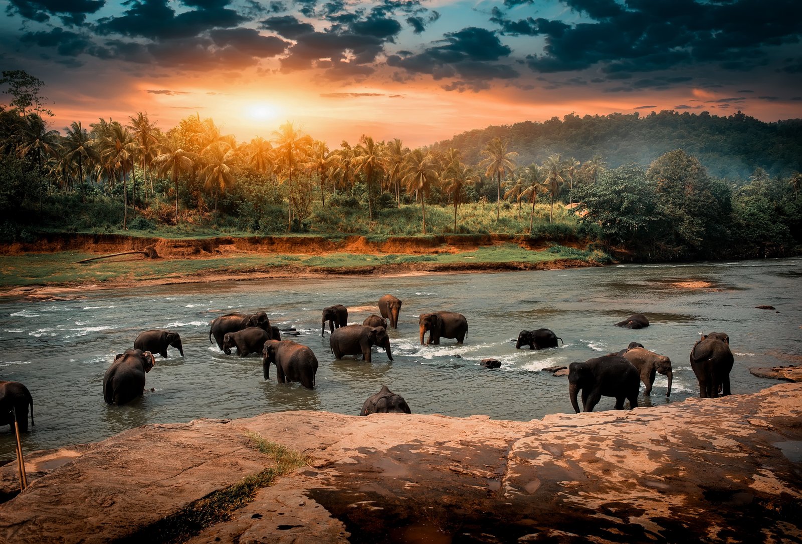 Kandy & Pinnawala Day Tour, Culture & Elephants from Negombo