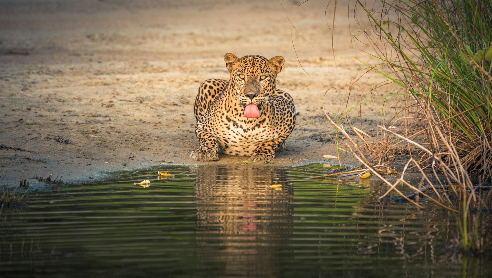 Wilpattu National park with Safari jeep & Entrance ticket