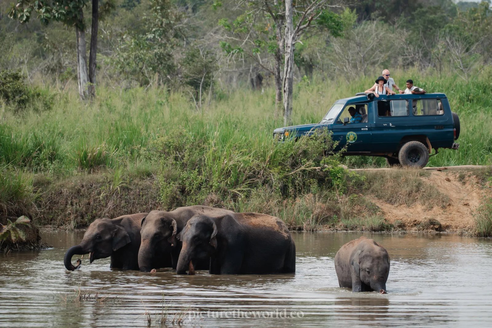 Habarana to Minneriya Evening Safari Wildlife Experience