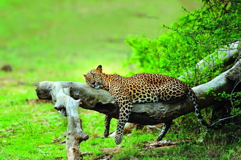 Ultimate Yala Safari Experience – Full Day (Galge Entrance)