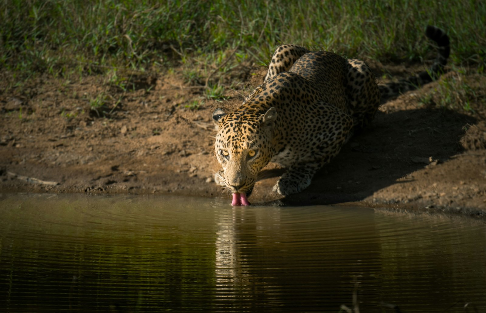 Wild Escape to Wilpattu Safari from Habarana