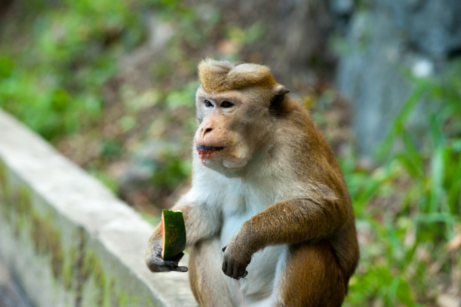 Lagoon Tour to Monkey Island from Negombo