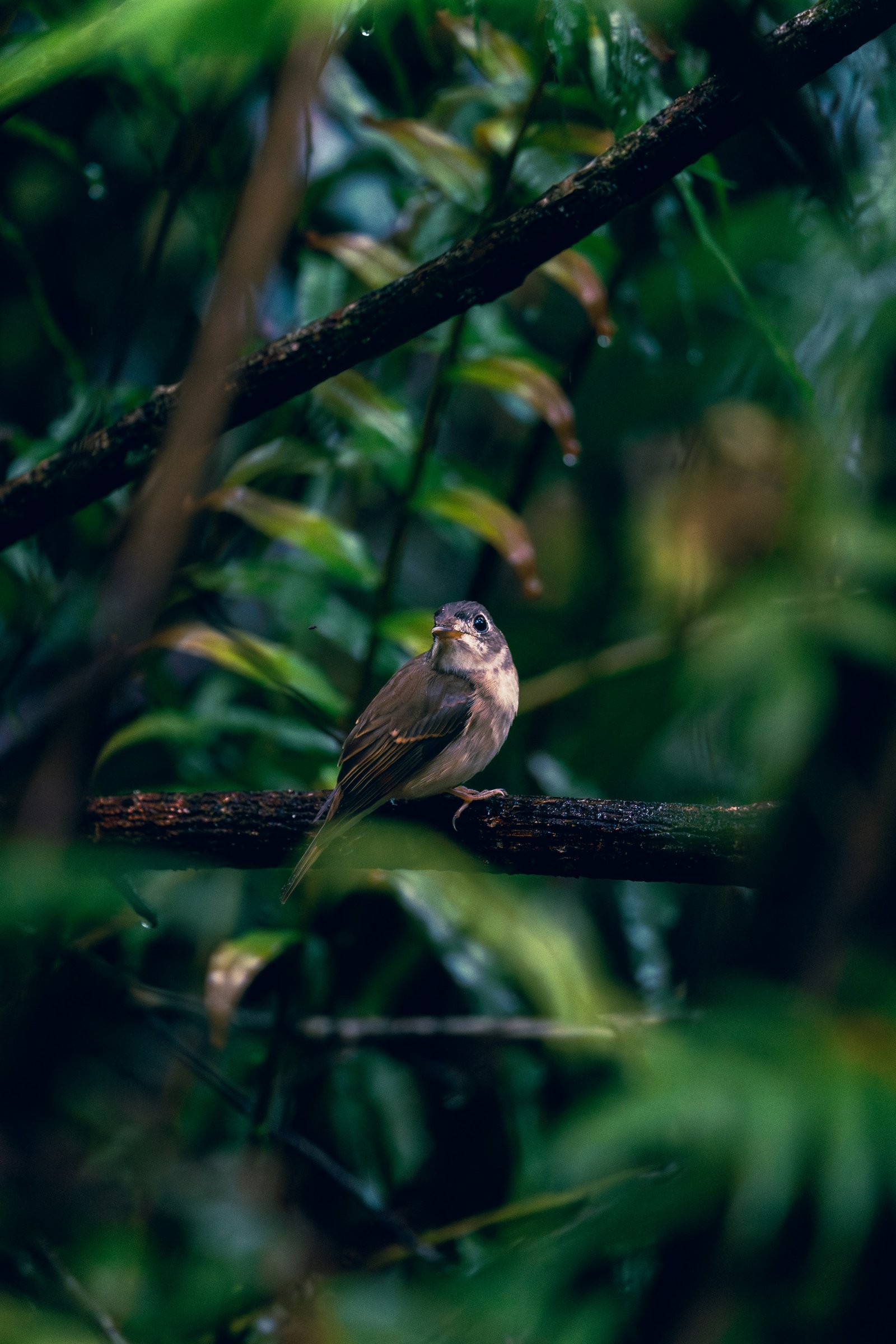 Sinharaja Rainforest Guided Walk from Rathnapura