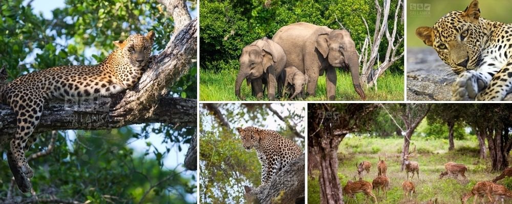 Beruwala to Yala Wild Sunset Safari Expedition
