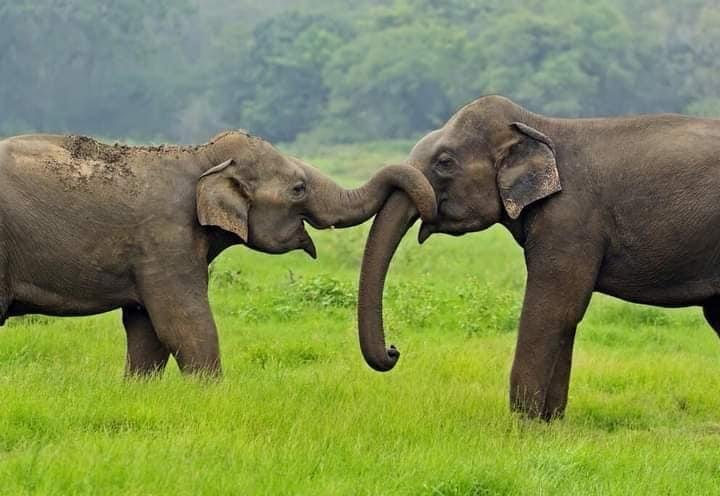 Wilpattu: Private Safari Day Trip with Lunch & Entry Fees