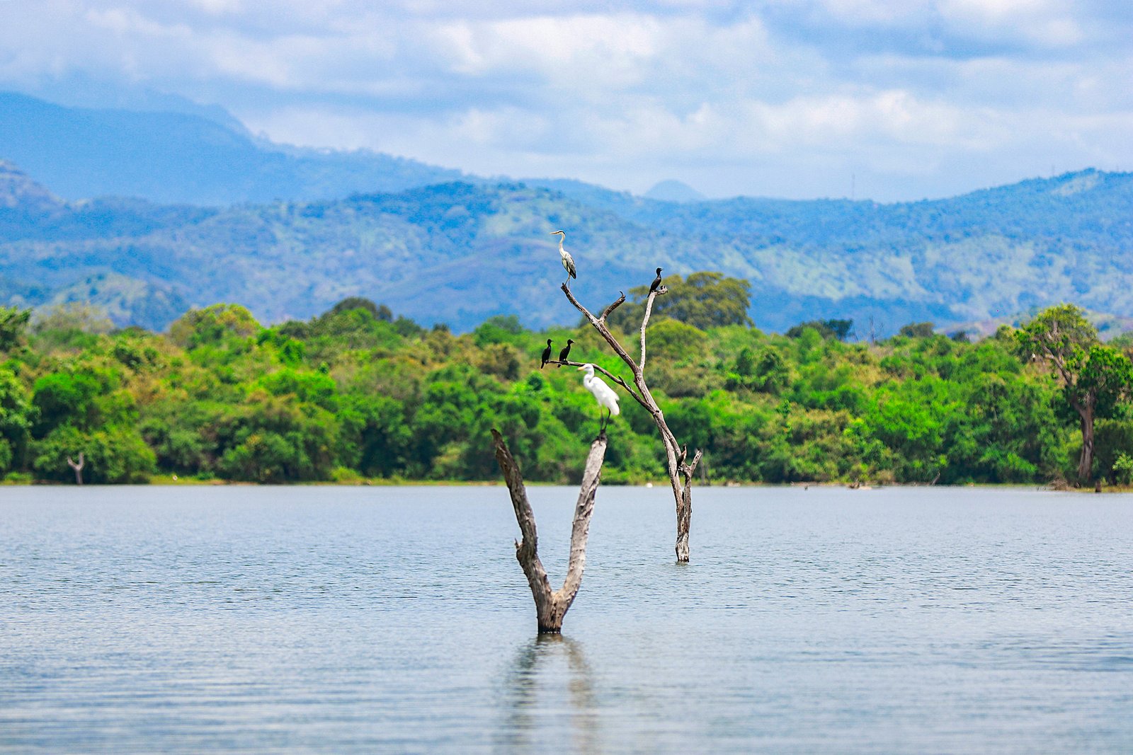 Hurulu Eco Park Private Jeep Safari & Scenic Lake View Tour