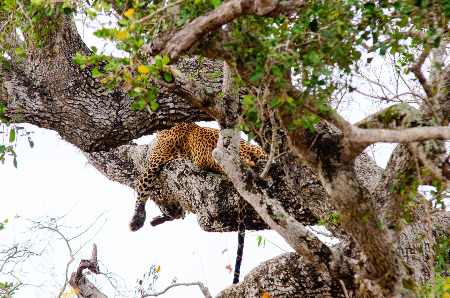 Yala Safari from Weligama