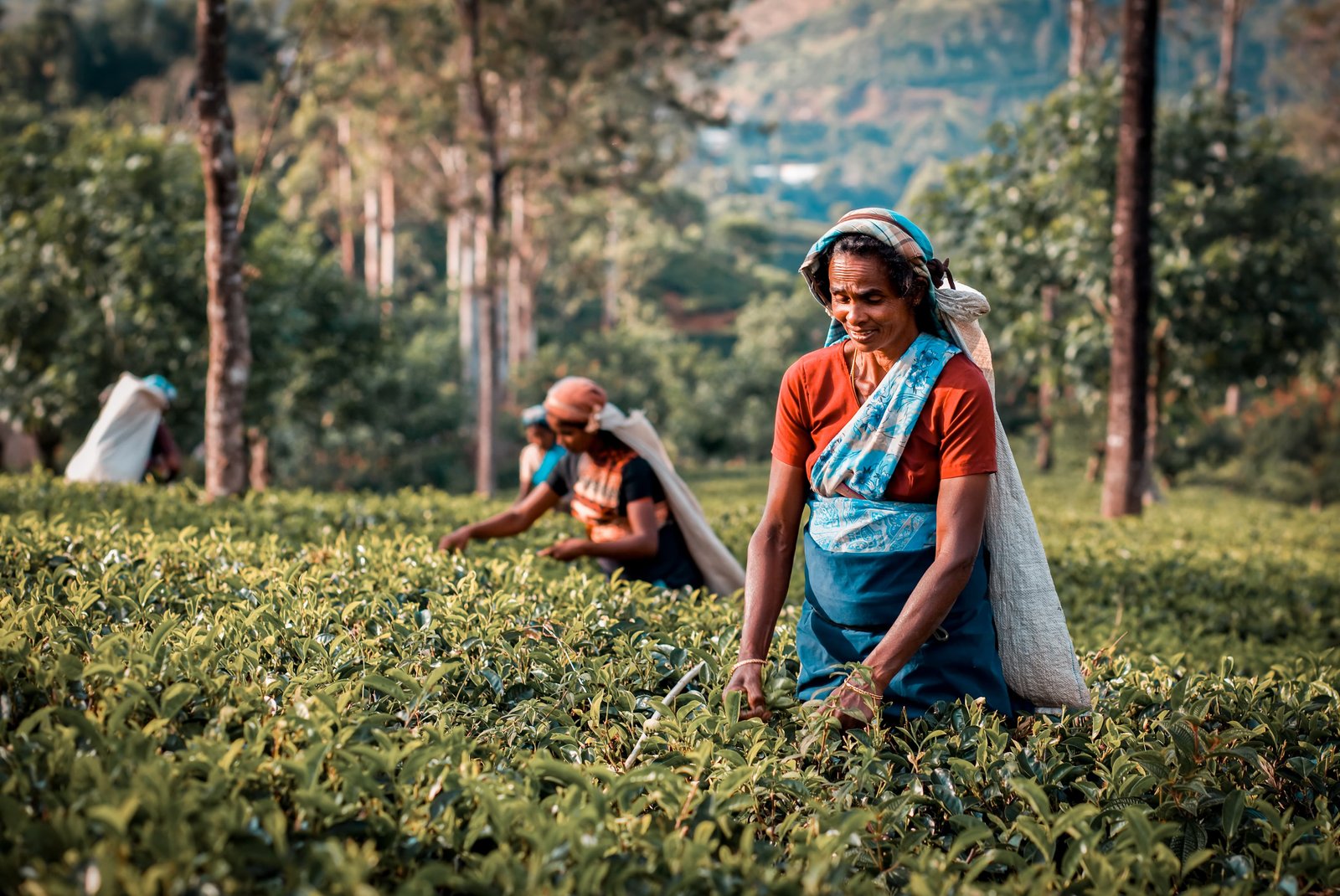 Tea Country Tour from Nuwara Eliya