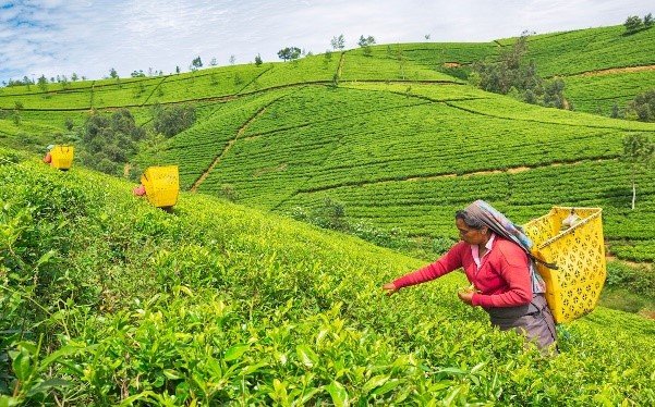 Ceylon Tea Trails Luxury Escape in Sri Lanka