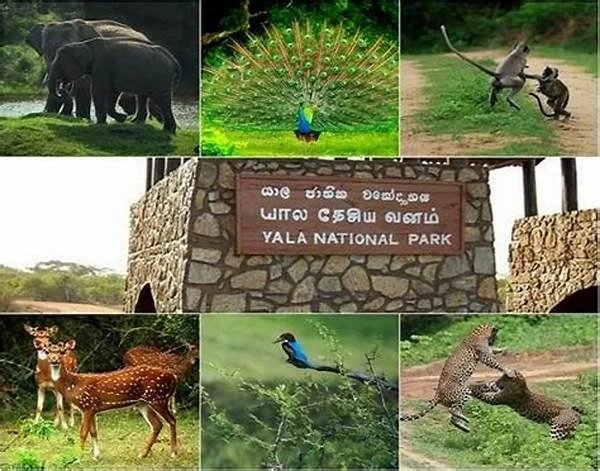 Sri Lanka Cultural Wildlife Hill Country Grand Tour 9 Days