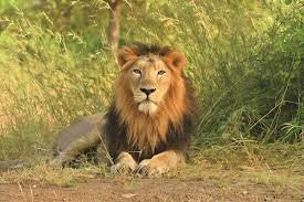 Gir Lion Safari Adventure with Hotel Pickup