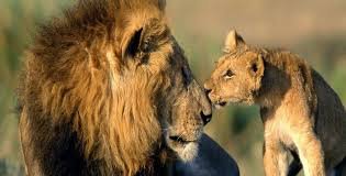Devalia Lion Safari Adventure in Gir Forest
