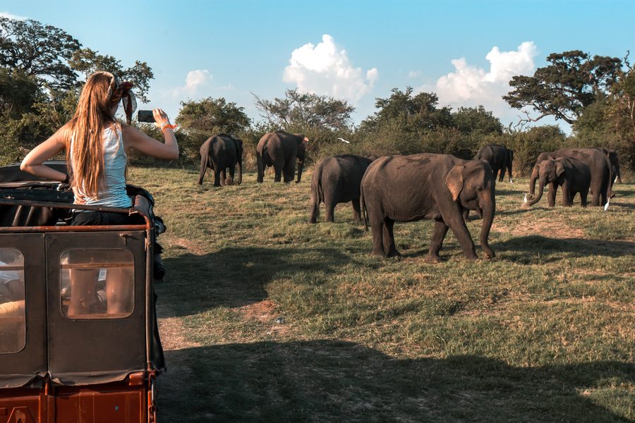 Udawalawe Safari from Colombo