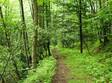 Sacred Forest Trails: TDEF Nature Walk