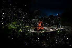 Kuala Selangor Fireflies and Seafood Dinner Tour