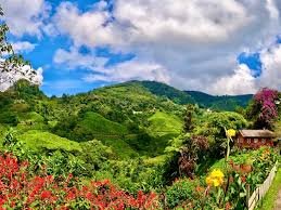Cameron Highlands to Kuala Lumpur Scenic Transfer Experience