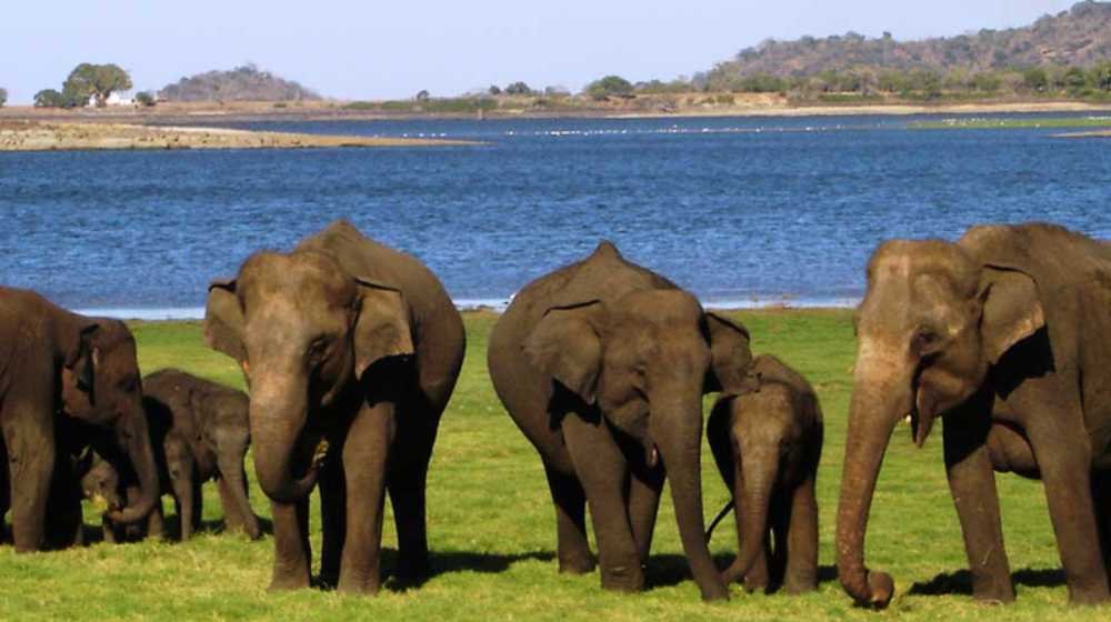 Heritage & Safari Journey from Kandy