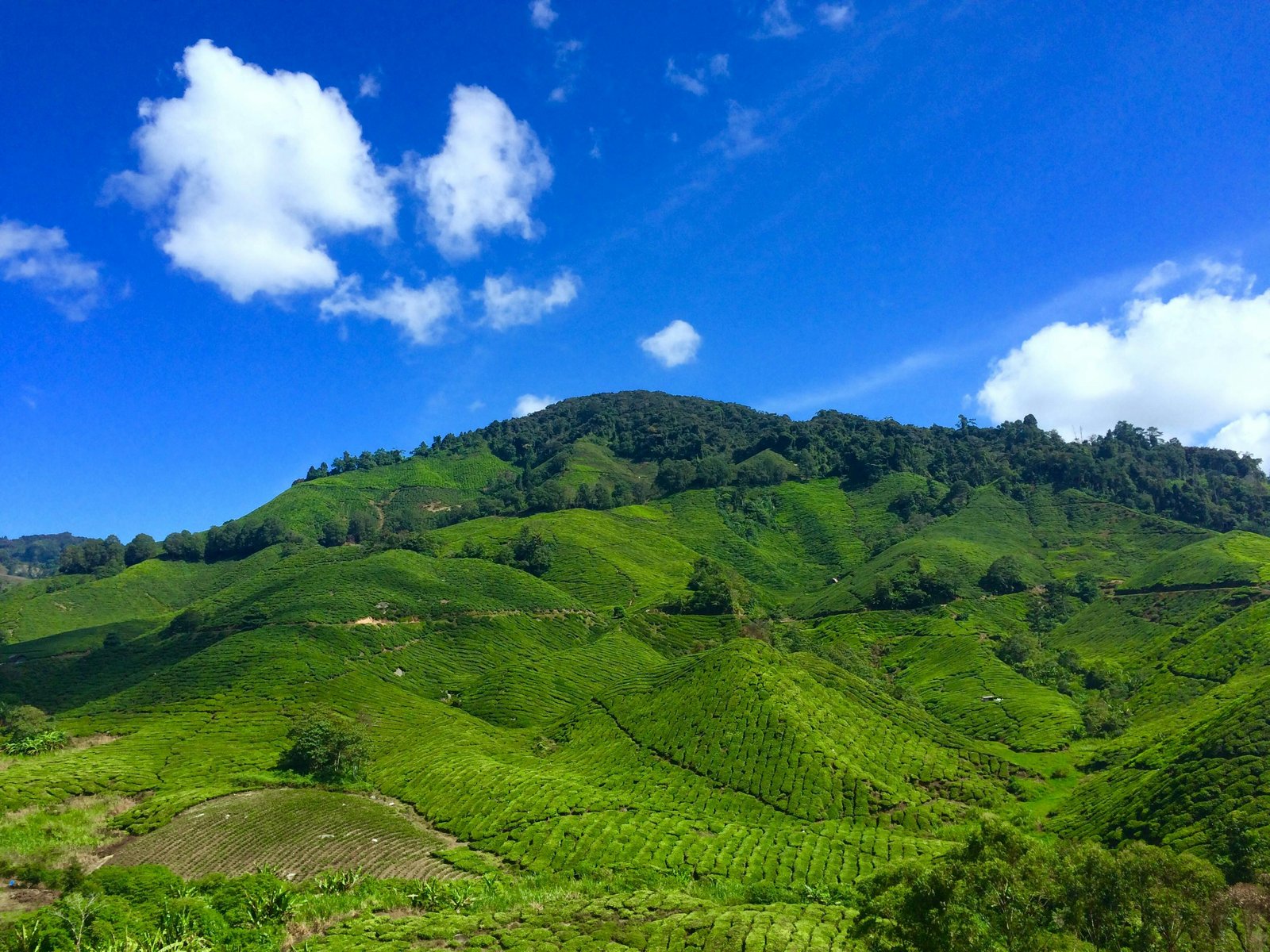Cameron Highlands Nature Escape from Kuala Lumpur