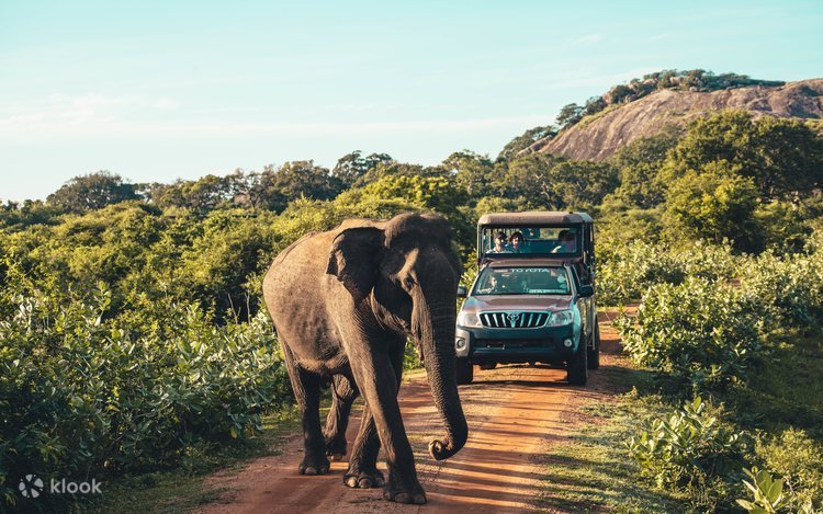 Yala Safari Rush from Kandy