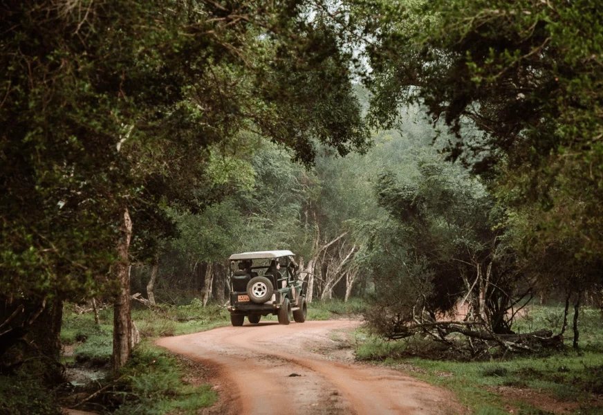Jungle Majesty: Wilpattu Safari