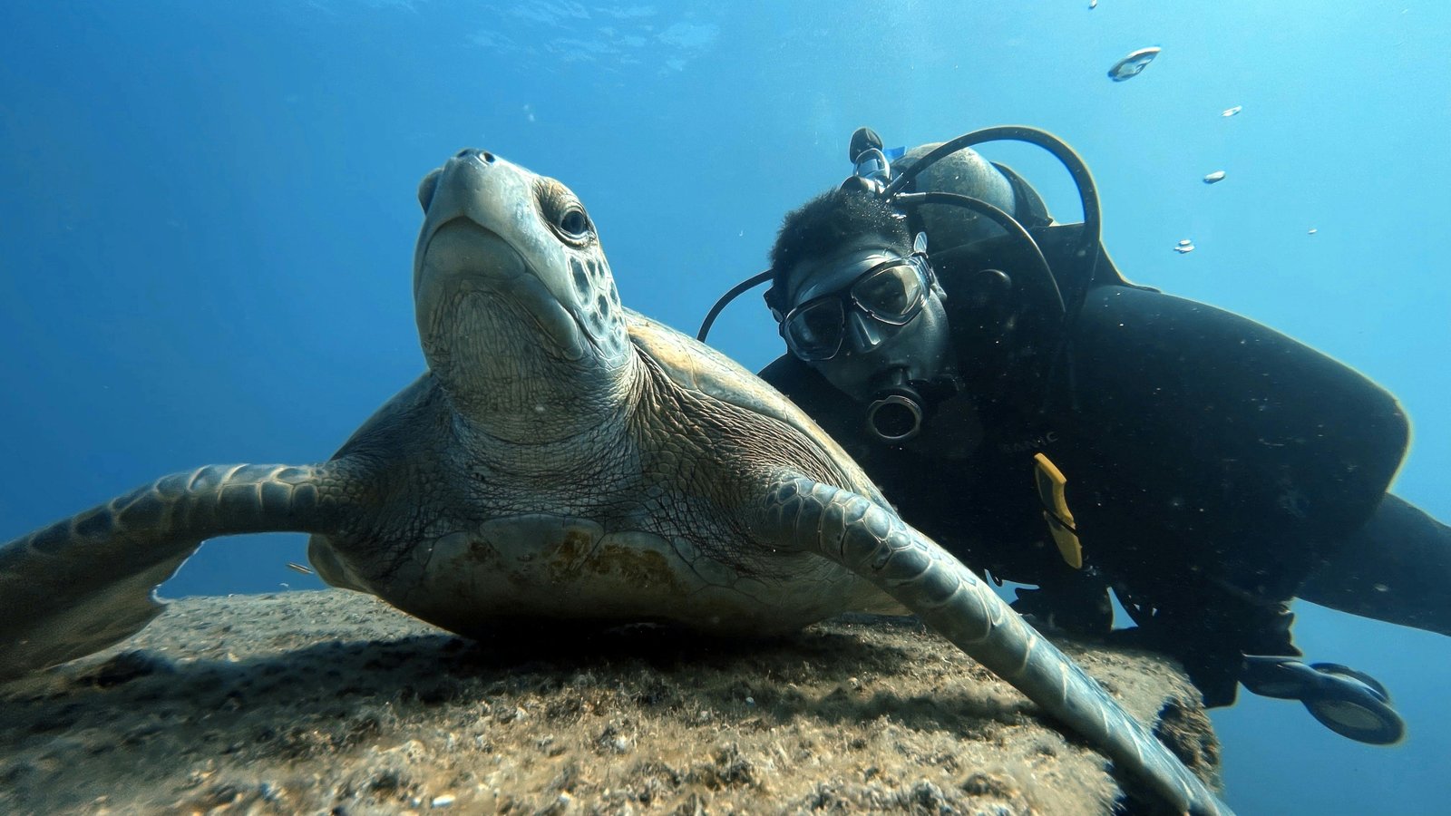 Mirissa: Unforgettable Snorkeling Experience with Turtles
