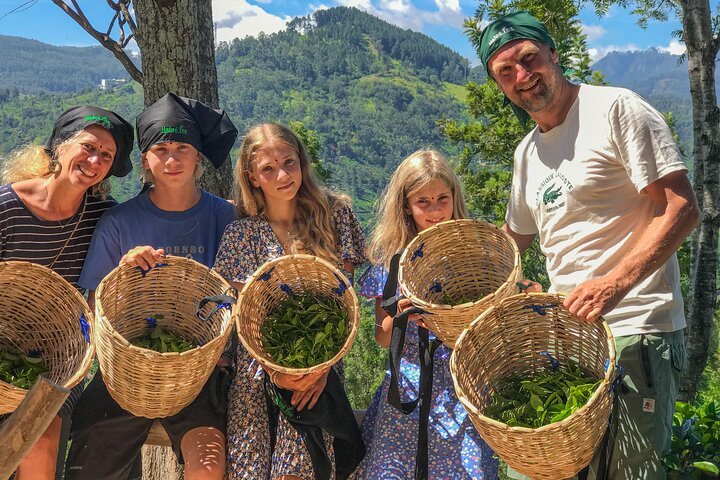 Golden Leaves of Ella: Tea-Making & Tasting Escape