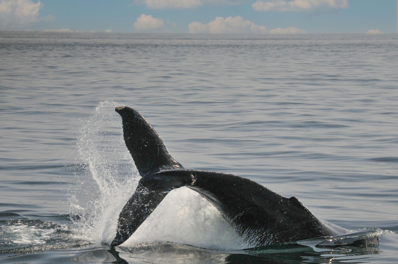 Mirissa: Whale Watching Cruise With Blue Whales & Dolphins