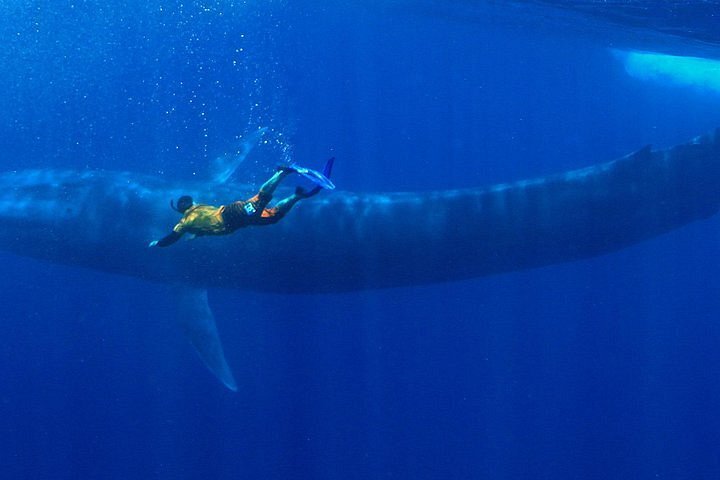 Mirissa Whale Snorkeling Tour with Breakfast