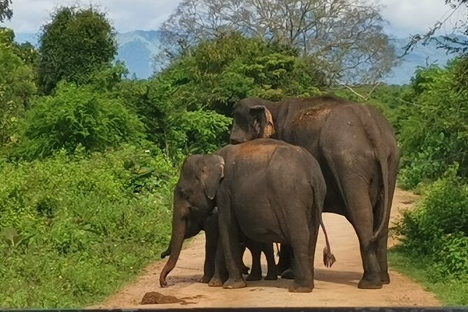 Ella to Paradise: Coastal & Safari Escape