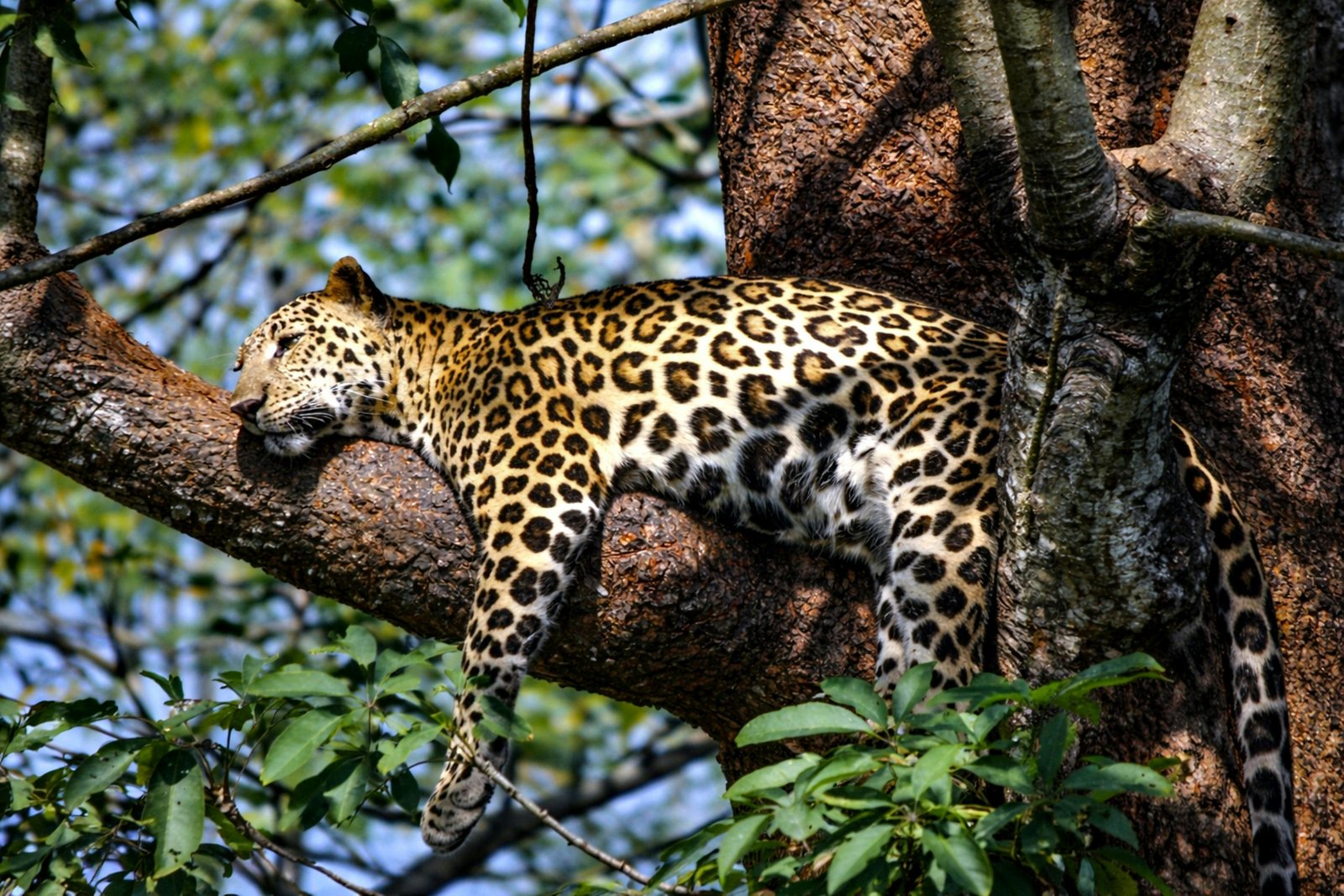 YALA SAFARI TOUR from TANGALLE/HIRIKETIYA/MIRISSA/GALLE
