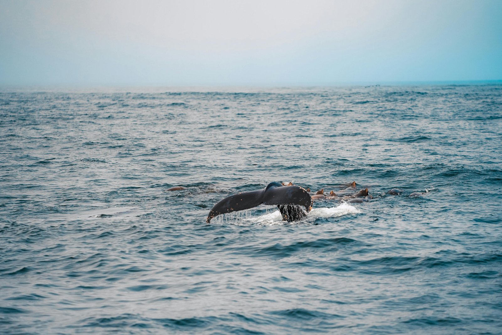 Mirissa: Whale Watching Tour with Marine Life Briefing