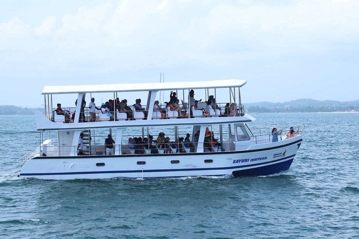 Mirissa: Whale Watching Tour with Marine Life Briefing