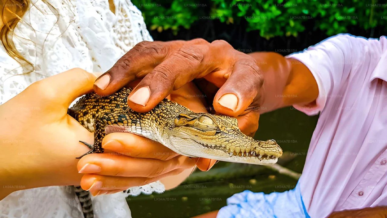Mirissa to Matara: Crocodile, Bird, Monkey Photography Tour