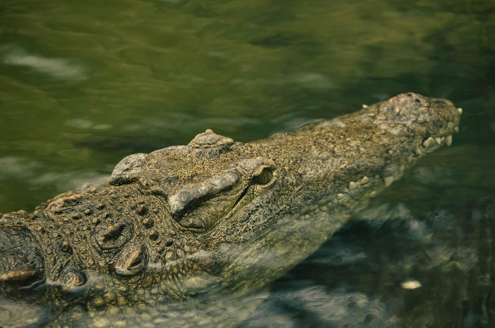 Mirissa to Matara: Crocodile, Bird, Monkey Photography Tour