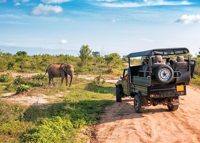 Udawalawe Safari Escape: From Tea Hills to Wildlife Thrills