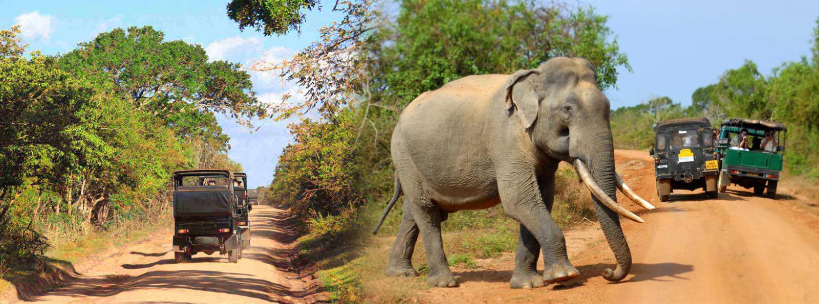 Private Wilpattu Safari & Lunch – Wildlife Day Trip