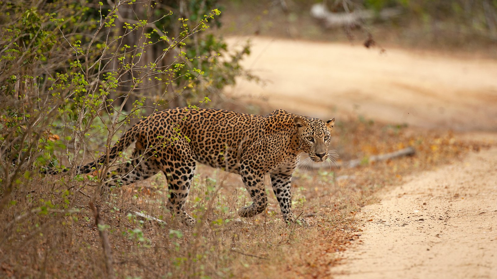 Yala Wildlife: The South Coast Connection