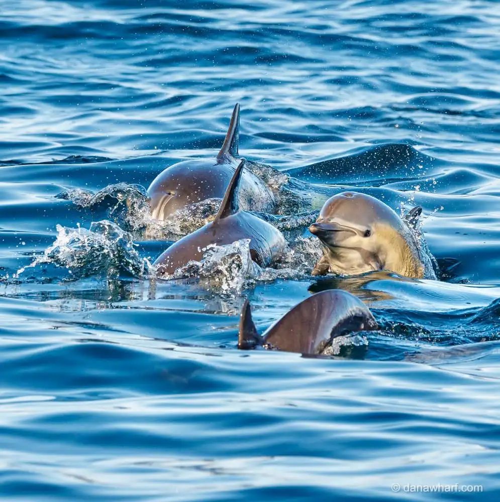 Phuket Raya Islands and Dolphin Spotting Tour