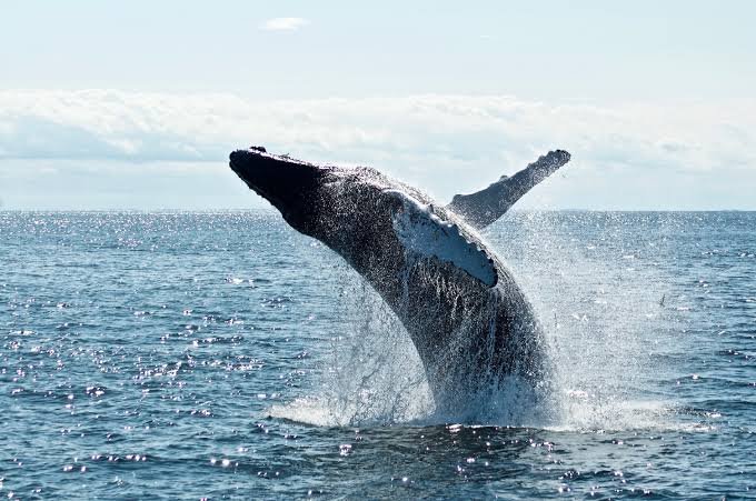 Blue Whale Watching & Turtle Snorkeling (Galle Pickup)