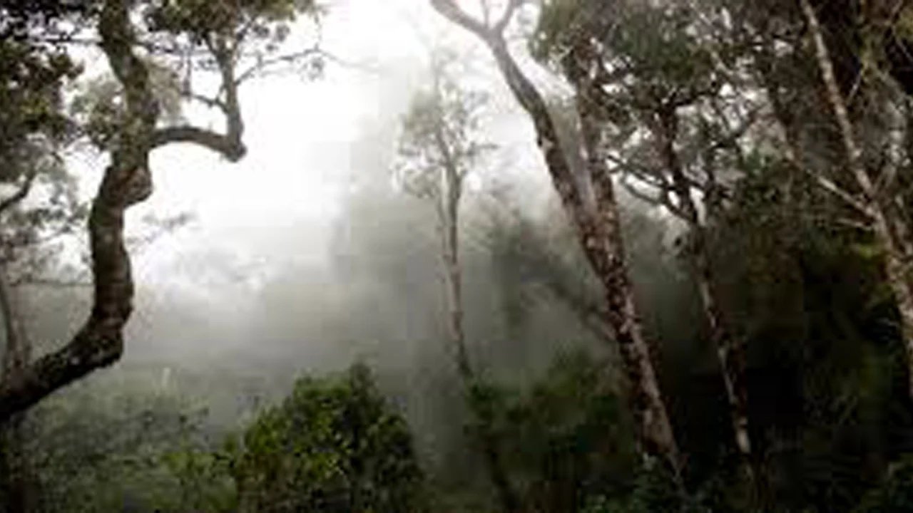 Sinharaja Rainforest Tour with Local Guide
