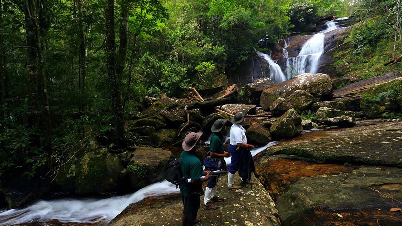 Sinharaja Rainforest Tour with Local Guide