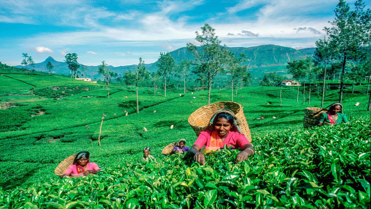 Authentic Ceylon Tea Estate Tour with Pickup & Drop