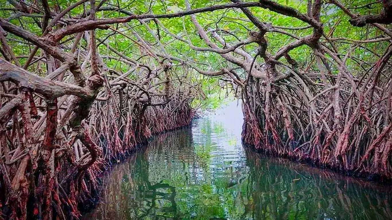 Galle to Bentota Escape: Madu River Safari & Cinnamon Garden